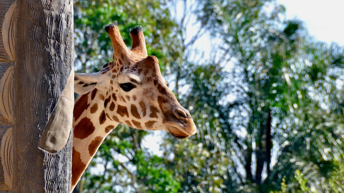 Bébé girafe au Bytemeuh Zoo