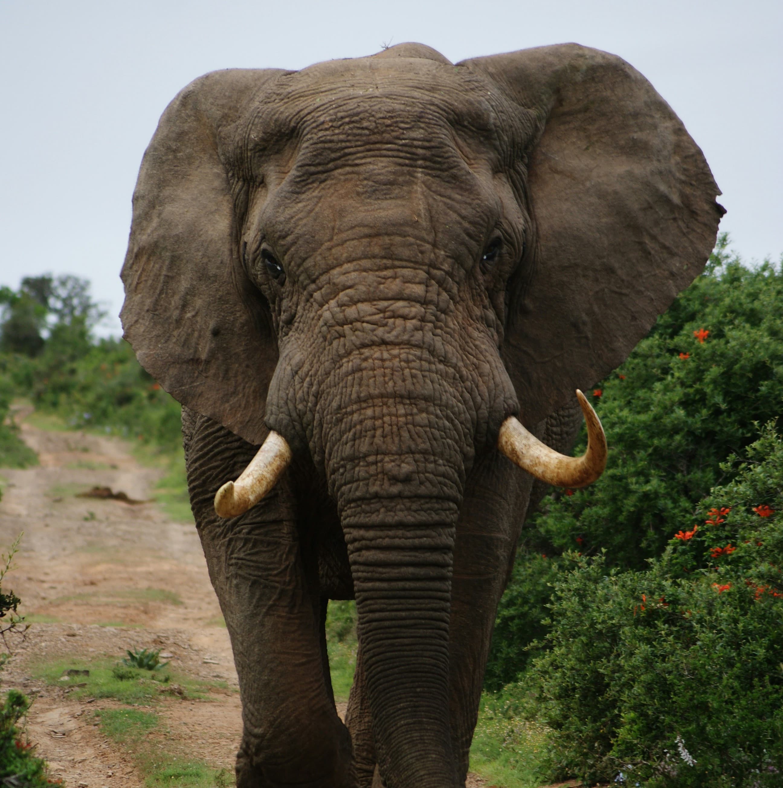 Éléphant d'Afrique