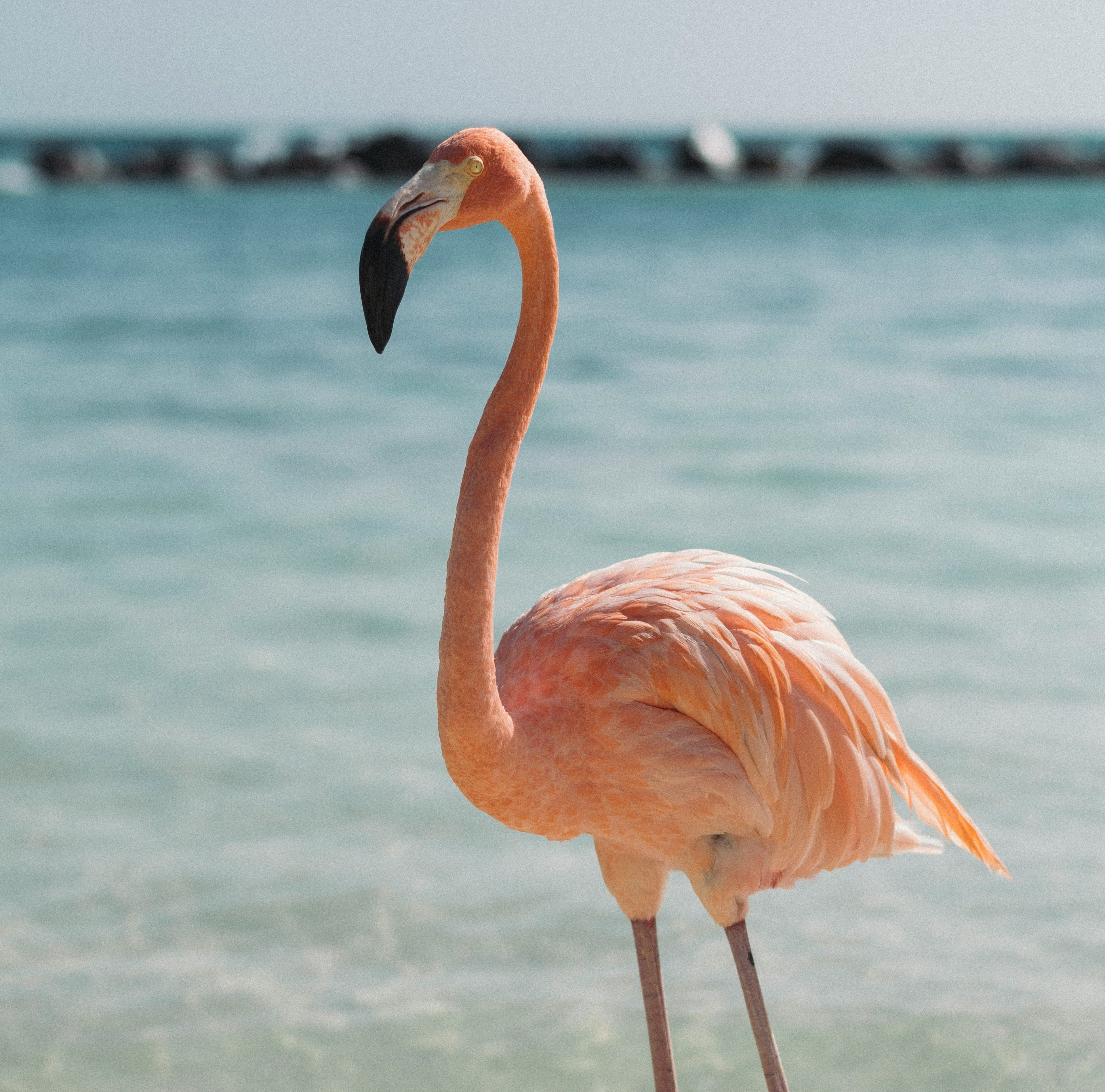 Flamant Rose