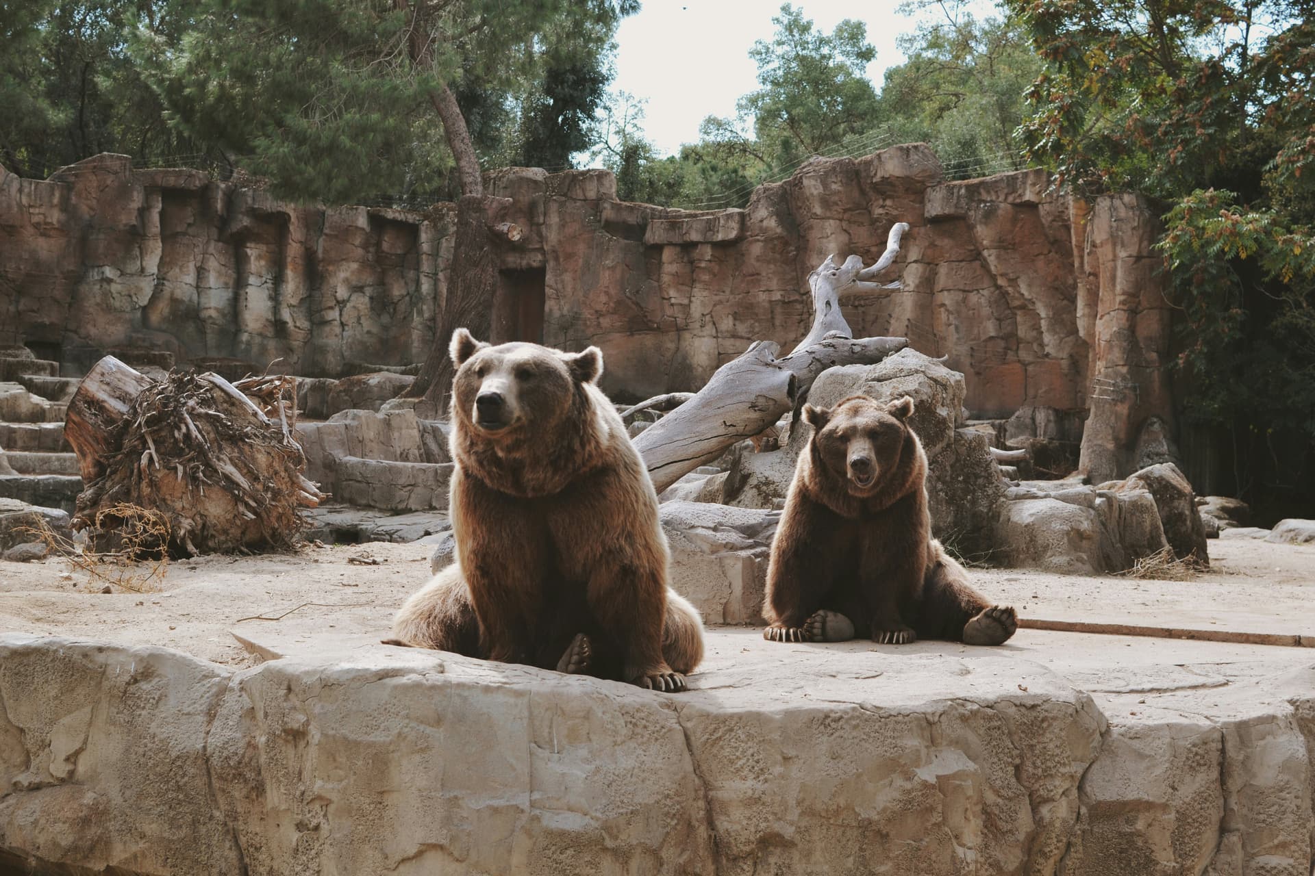 Rencontre d'animaux au Bytemeuh Zoo