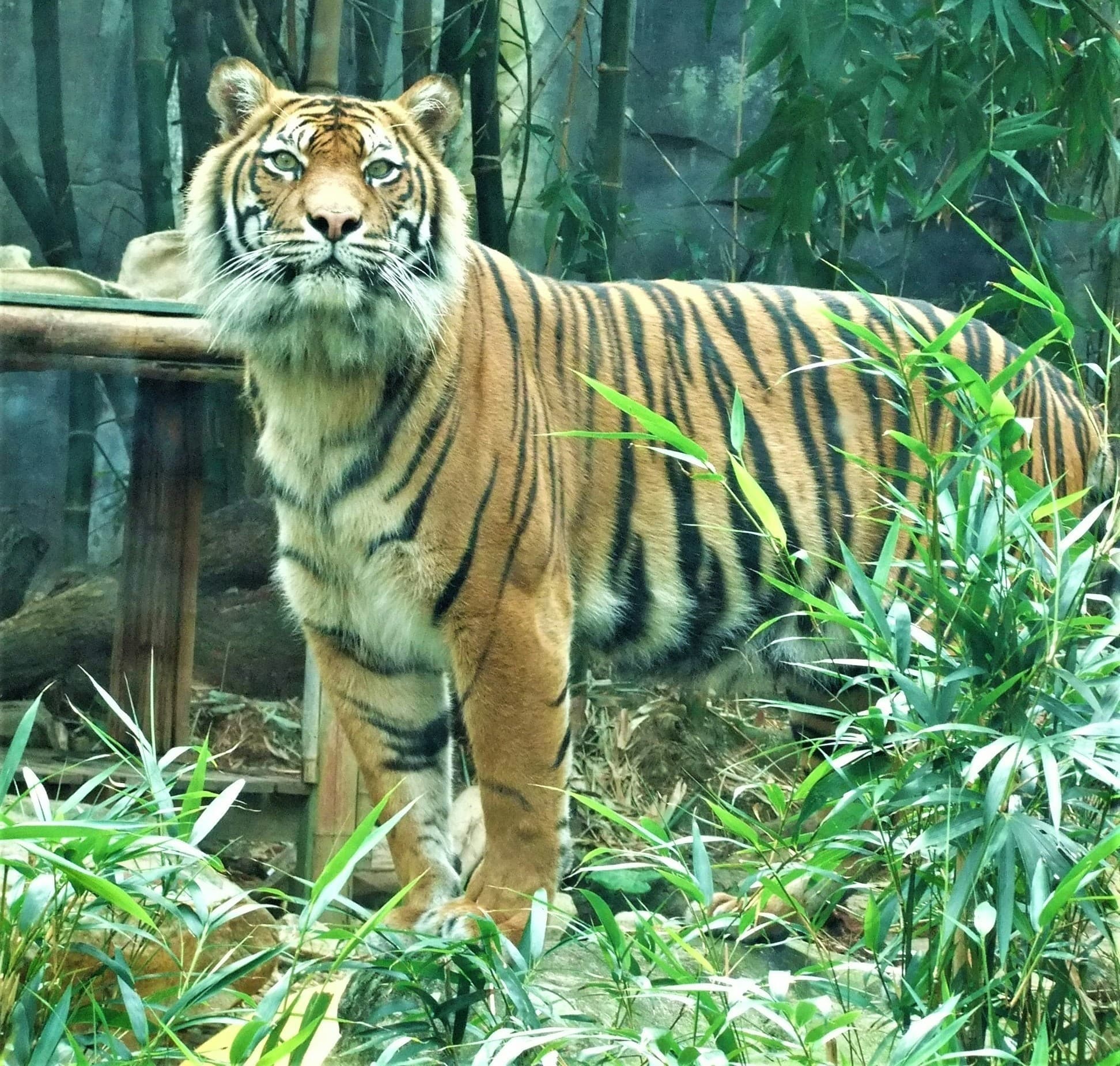 Tigre de Sibérie