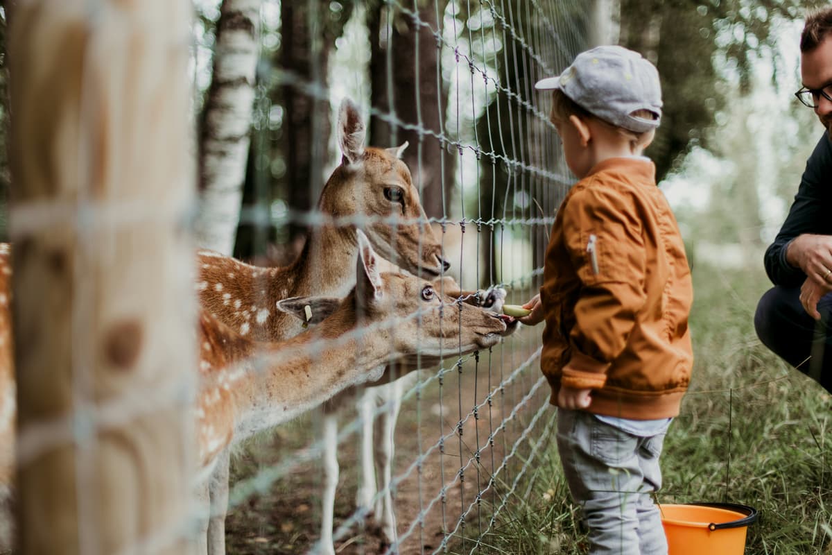 Bienvenue au Bytemeuh Zoo